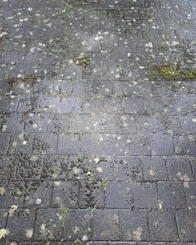 Grijze betonklinkers vol korstmos en mos