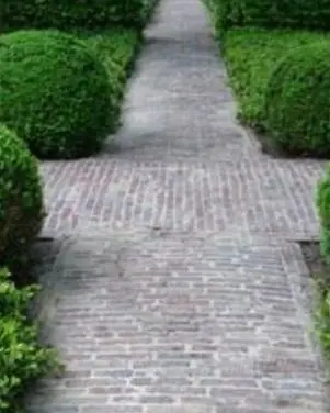 Licht tuinpad tussen de buxus na de reiniging